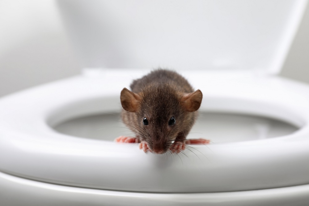 How Do You Prevent Coming Rats In Toilet
