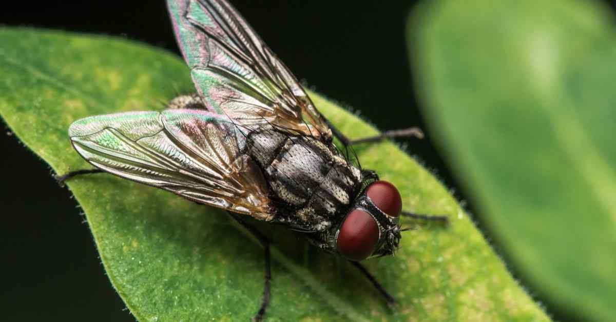 How Can You Get Rid of a Housefly Infestation?