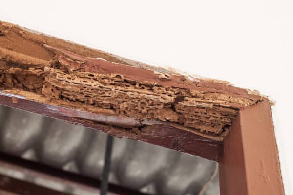 What Kind of Damage Can a Termite Attack Cause? 