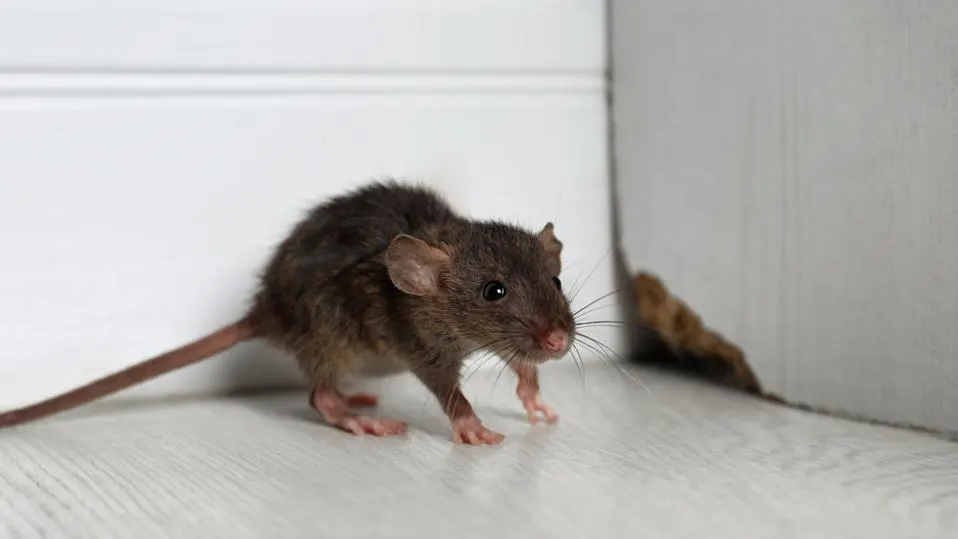 Why Your House Must be Treated for Rats as Quickly as Possible