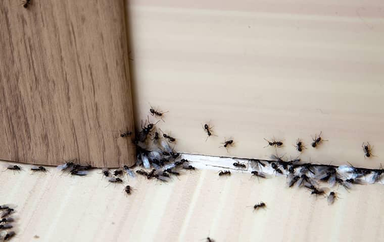 More Than a Nuisance: Why Pest Control Should Be a Health Priority