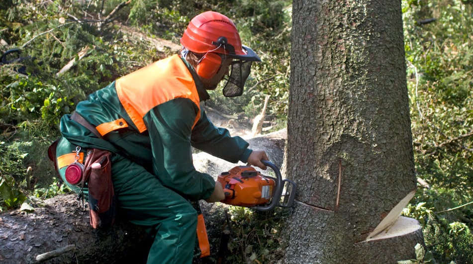 How Tree Removal Can Prevent Property Damage?