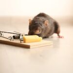 How Often Should Manchester Residents Get a Pest Control Treatment?