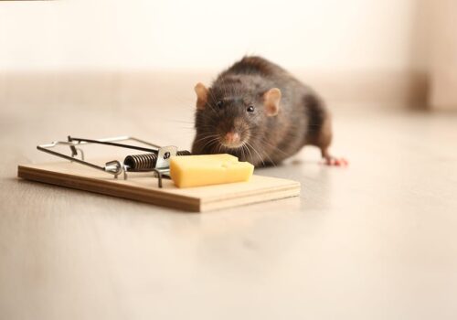 How Often Should Manchester Residents Get a Pest Control Treatment?