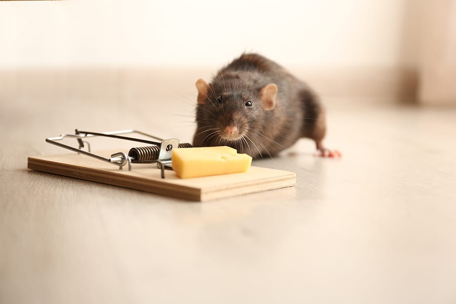 How Often Should Manchester Residents Get a Pest Control Treatment?