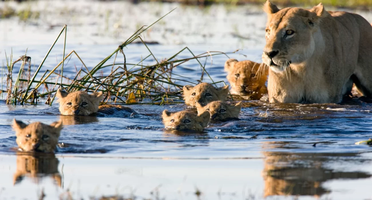 Wildlife Watching in the Summer: What to Expect Around Your Cabin