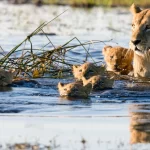 Wildlife Watching in the Summer: What to Expect Around Your Cabin