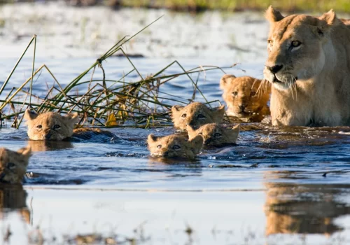 Wildlife Watching in the Summer: What to Expect Around Your Cabin